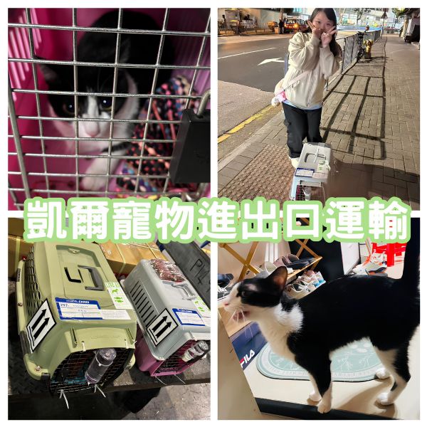 2025/01/11『香港』混種貓貓陪主人移民香港囉~~~